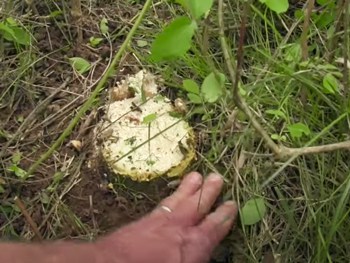 compact-tractor-mini-clip-tree-shear cut at ground level 